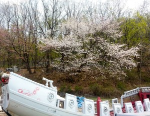 An old "viking" boat sits in decay under a beautiful cherry blossom tree.